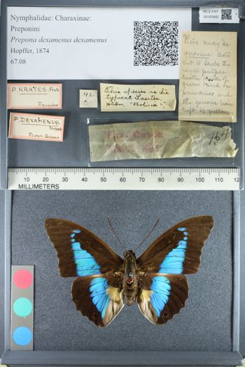 Media type: image;   Entomology 163492
